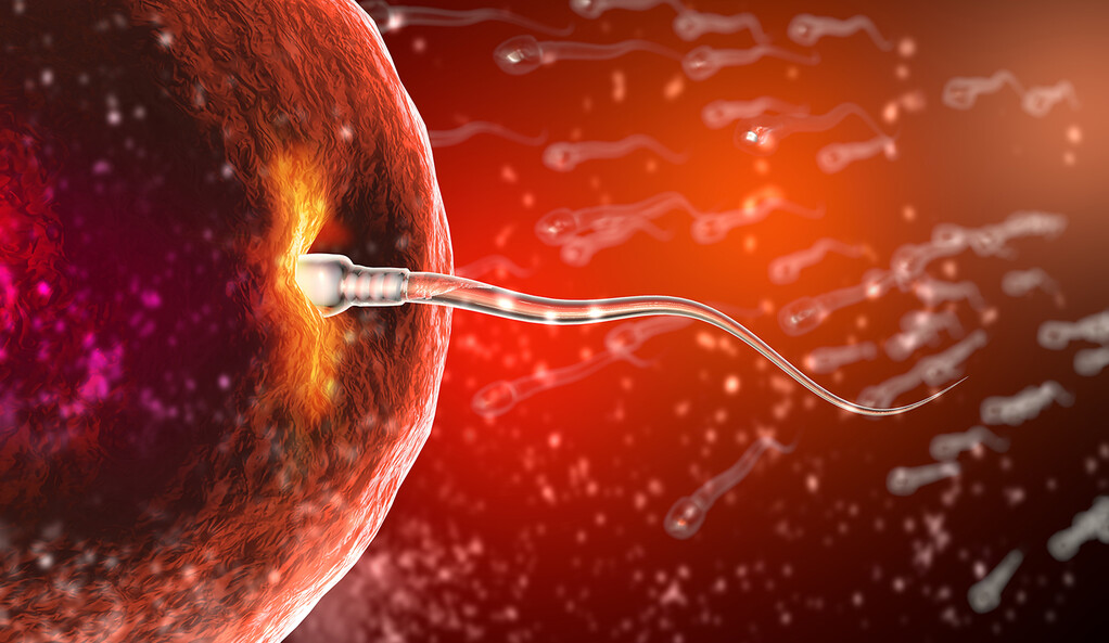 How Does Sperm Travel In The Female Body